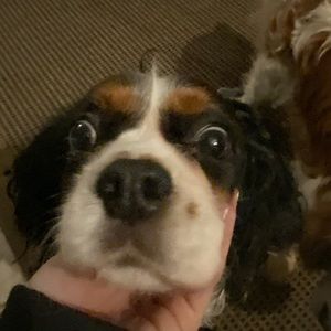 Meet your Posher, Steph